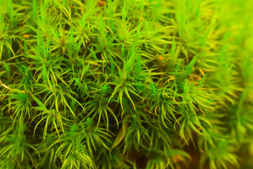 closeup green moss plant natural background