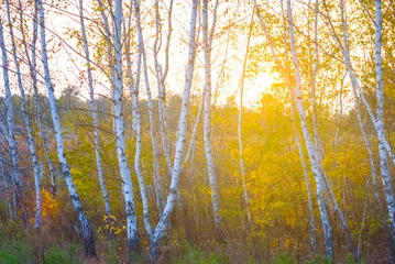 Zelfklevend Fotobehang autumn birch forest glade in light of sparkle sun © Yuriy Kulik