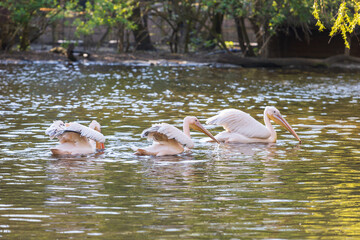 Pelecanus onocrotalus - White great white pelican bird swims on water.