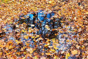 small pond in forest covered by red dry leaves, autumn outdoor background