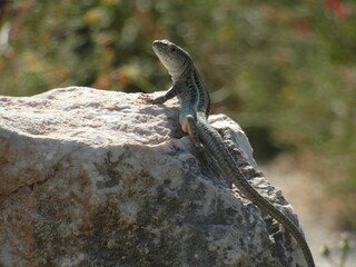 Observando al observador