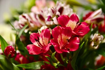 red and white tulips
