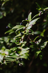 Myrtle branches with dark blue berries in a sunny day.