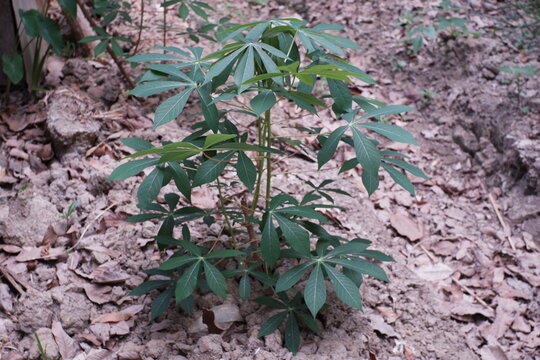 Cassava trees that grow in dry soil.