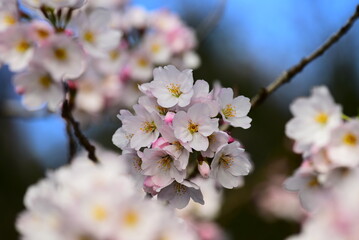 奈良の月ヶ瀬の桜