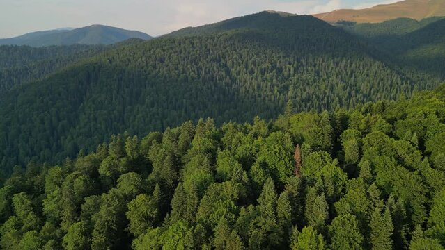 A huge wild forest filmed from the drone in sunny weather. Picturesque places far from urban civilization. The beauty of the coniferous forest in the Carpathian mountains