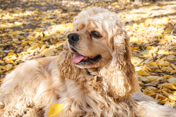 Cute cocker spaniel dog lying in autumn park