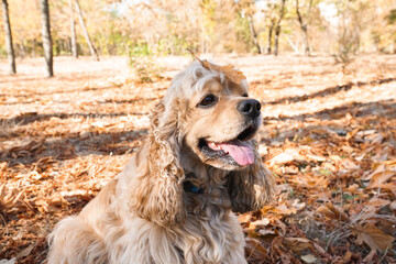 Cute cocker spaniel dog in autumn park