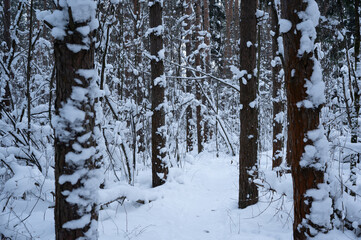 Winter forest. Trees covered by snow and nobody around