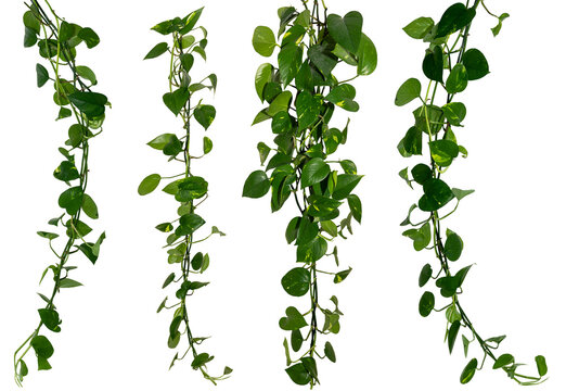 collection of Vine / Climbing plants - green leaves of hanging Epipremnum aureum / Araceae bush isolated - nature - forest - tropical jungle element - video compositing footage