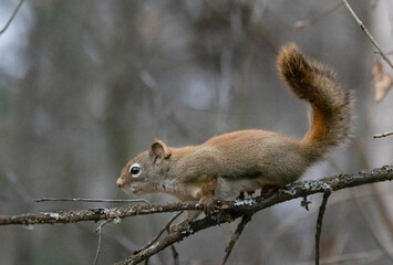 Naklejka na ściany i meble American red squirrel in tree