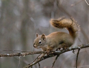 American red squirrel in tree
