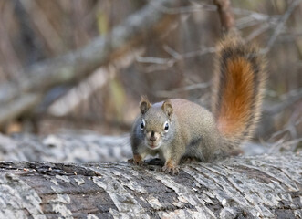 American red squirrel on log in forest