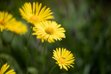 Yellow flowers. Flowers in park. Petaled yellow.