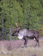 Naklejka na ściany i meble Bull endangered woodland caribou near forest