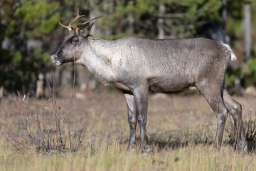  Young endangered woodland caribou near forest