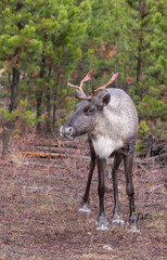 Naklejka na ściany i meble Young endangered woodland caribou on bron conifer needles