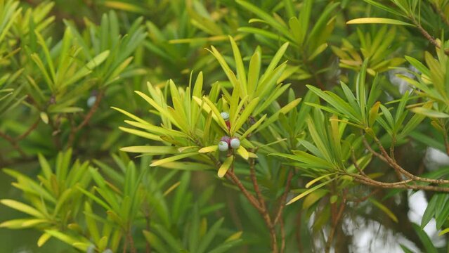 Branch With Foliage Long-Leaved Buddhist Pine Plant. Podocarpus Macrophyllus. Dark Green Leaves Background. Close up.