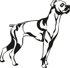Obraz premium Cartoon Black and White Isolated Illustration Vector Of A Boxer Bull Mastiff Dog Standing