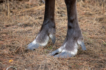 Endangered woodland caribou hooves on grass