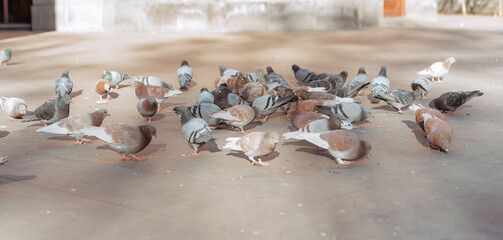 A flock of pigeons walks in a square in the city. City pigeons are walking.