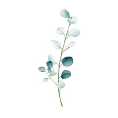 Obraz premium watercolor eucalyptus branch