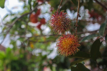 Rambutan fruit that has been ripe and is still hanging on the tree ready to be harvested.