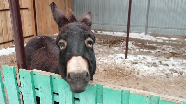 feeding a domestic donkey.A domestic donkey chews food behind a fence
