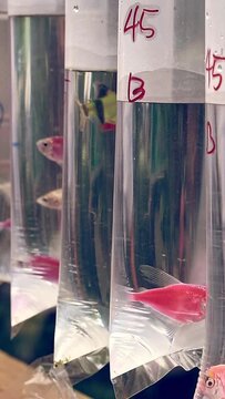 Genetically modified moonrise pink tetra glofish and tiger barb in a swinging hanging plastic bag containers sold as popular aquarium pet fish