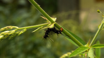 During the day, a caterpillar was crawling on the leaves. It seemed like this caterpillar was still young and needed to eat a lot.