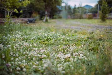 Clover blooms in the meadow in the village. Flowers are blooming.