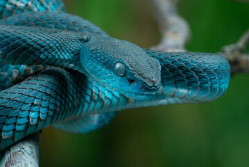 blue viper, blue white lipped Island pit viper snake Trimeresurus insularis on defensive position with bokeh background