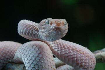 facial close up of pinkish white mangrove pit viper snake, trimeresurus purpureomaculatus, with black background and rim light
