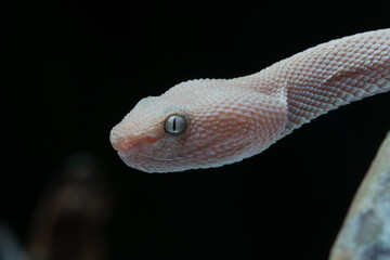 facial close up of pinkish white mangrove pit viper snake, trimeresurus purpureomaculatus, with...
