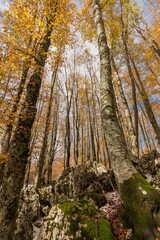 Fototapeta premium Monte Livata - Campo dell'Osso - Suibiaco - Roma - Lazio. Parco Regionale dei Monti Simbruini