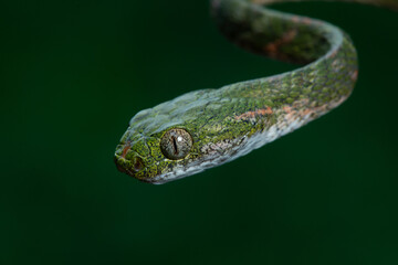 Close up of bengkulu cat snake boiga bengkuluensis, native to bengkulu province Indonesia, perching on a small branch with natural bokeh background 