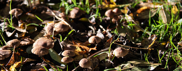 mushrooms in the forest