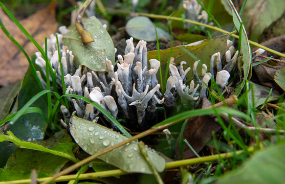 mushroom in grass (xylaria hypoxylon)