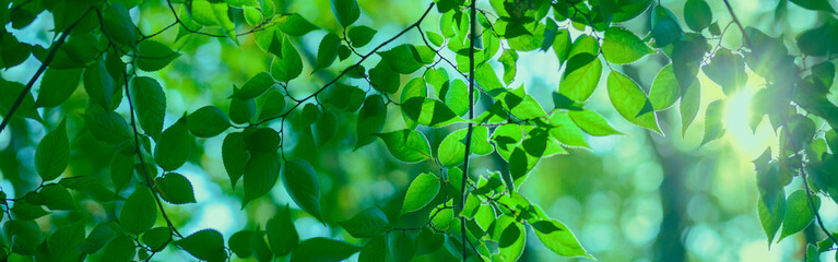 Green leaves banner