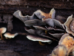 mushrooms on a tree (hypholoma capnoides)