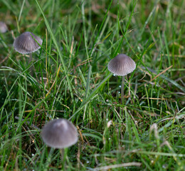 mushroom in the grass (Mycena leptocephala)