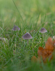 mushroom in the forest (Mycena leptocephala)