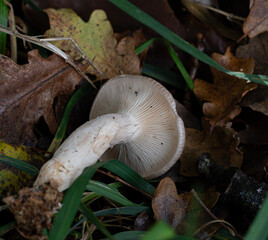 mushroom in the forest (clitocybe nebularis)