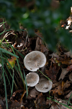 mushrooms in the forest (clitocybe nebularis)