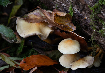 mushrooms in the forest (hypholoma capnoides)