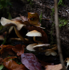 Mushroom in Forest on Wood (hypholoma capnoides)