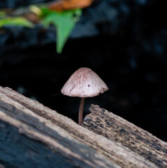 mushroom in the forest (Mycena purpureofusca)