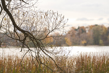 Bare tree branches against the backdrop of an autumn park.
