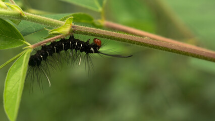 During the day, a caterpillar was crawling on the leaves. It seemed like this caterpillar was still young and needed to eat a lot.