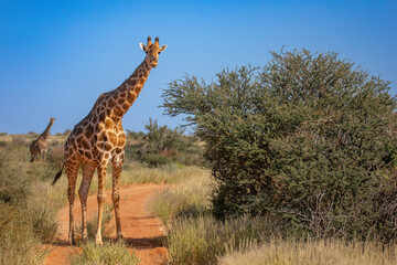 Kalahari Giraffe